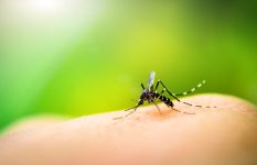 apos-alta-em-2022,-casos-de-dengue-caem-36,7%-entre-janeiro-e-abril-no-alto-tiete