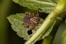 febre-maculosa:-sobe-para-17-o-numero-de-casos-suspeitos-que-estiveram-em-festas-em-fazenda-de-campinas