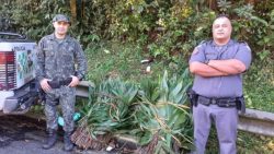 policia-ambiental-flagra-retirada-ilegal-de-vegetacao-na-rodovia-mogi-bertioga,-no-trecho-de-biritiba-mirim