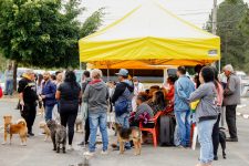 ferraz-de-vasconcelos-oferece-cadastro-para-castracao-gratuita-no-bairro-cidade-kemel-nesta-terca-feira