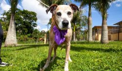 nucleo-de-bem-estar-animal-promove-feira-de-adocao-neste-domingo-em-mogi-das-cruzes