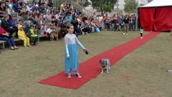 festcao-tem-17a-edicao-neste-domingo-em-mogi-das-cruzes