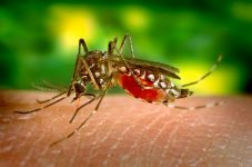 alto-tiete-ultrapassa-marca-de-3-mil-casos-confirmados-de-dengue-em-2024