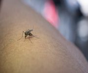 idosa-de-91-anos-e-a-17a-vitima-de-dengue-em-mogi-das-cruzes;-alto-tiete-tem-44-mortes-pela-doenca