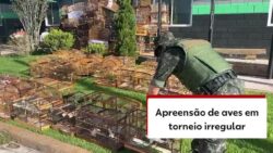 mais-de-120-aves-silvestres-sao-apreendidas-em-torneio-irregular-na-grande-sp;-video